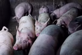Thailand culls 200 pigs in fear of African swine fever 