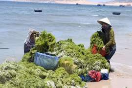 Vietnam, RoK work together toward green economy