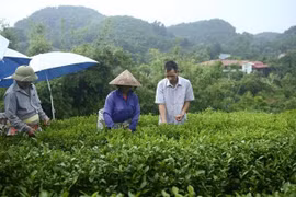 Loans lift farmers in Thai Nguyen out of poverty