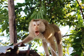 521 endangered animals saved in 2018