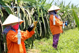 Binh Thuan grows more dragon fruit under GAP standards