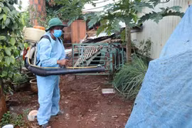Hanoi strives to control dengue fever by November