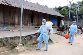 20 localities hit by African swine fever after Lai Chau outbreak