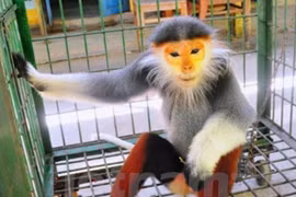 Six people sentenced for violating regulations on rare animals