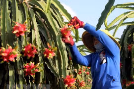 High-quality dragon fruit varieties crucial to boosting exports