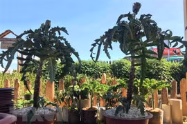 HCM City to host Asia-Pacific Bonsai and Suiseki Exhibition