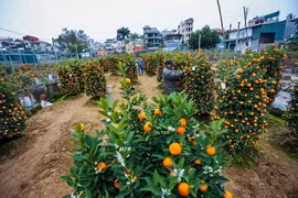 Ornamental plant growers rush towards Lunar New Year