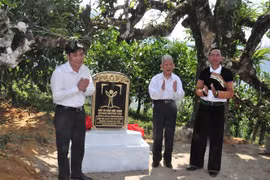 Ancient tea trees in Yen Bai receive recognition