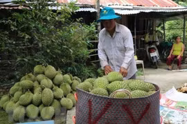 High potential for fruit, vegetable exports to China