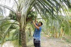 Ben Tre festival promotes coconut industry