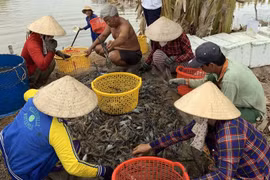Kien Giang to expand shrimp farming models