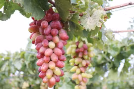Ninh Thuan’s new grape variety approved for cultivation
