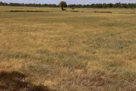 Droughts hit Thailand’s rice sector