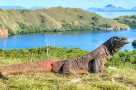 Indonesia to temporarily close Komodo Island