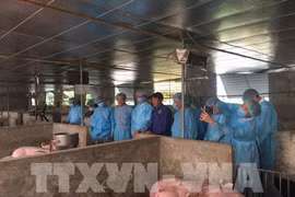Germany shares experience in African swine fever prevention with Hanoi