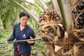 Thailand plans to increase oil palm price support measures