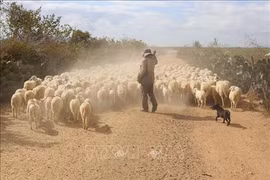 Ninh Thuan livestock farmers struggle to feed animals due to drought