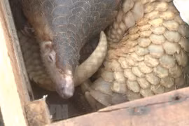 39 pangolins handed over to Cuc Phuong National Park