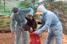 Avian flu breakouts recorded in 11 localities