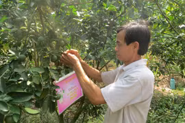 Dong Thap’s farmers encouraged to apply GAP standards for fruit growing