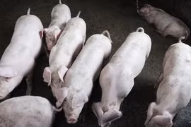 African swine fever spreads in Laos 