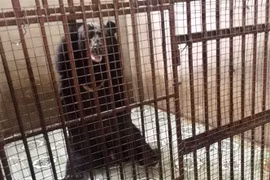 Two caged bears in Binh Duong rescued
