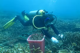 Con Dao conservationists take steps to save coral
