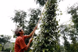 Revenue from pepper exports to Germany soar despite falling prices