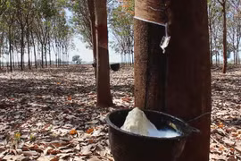 DTN: Thailand becomes world’s biggest rubber exporter