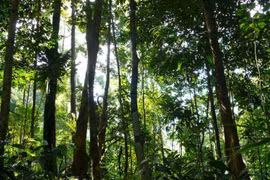 Thailand pilots new forestation plan
