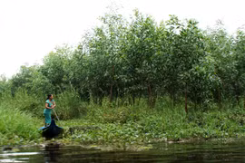 Ca Mau to plant more acacia trees as profits rise