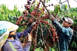 South Africa remains Vietnam’s biggest trade partner in Africa