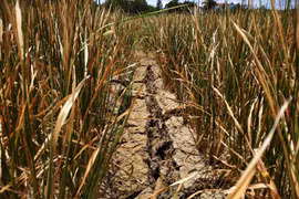 Dak Lak farmers hit by serious drought