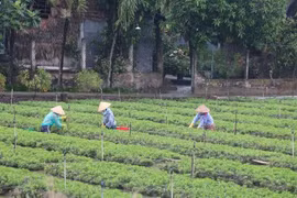 Tien Giang develops specialised vegetable-growing areas