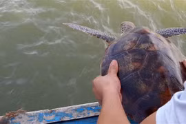 Nghe An: Rare green sea turtle returned to nature