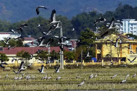 Rare storks appear in northern Dien Bien province