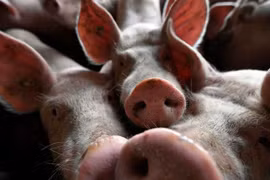 Philippines: African swine fever spreads to Manila