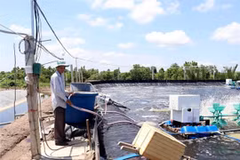 Ca Mau expands use of advanced farming techniques