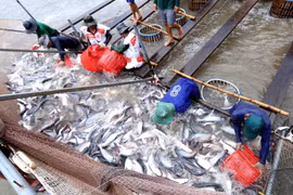 Boosting tra fish quality urged to match up to Chinese competition