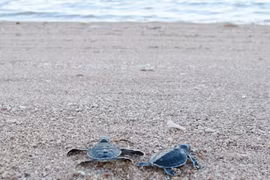 Over 1,500 baby turtles released at Nui Chua National Park