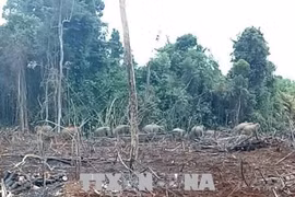Dong Nai: forest rangers work to drive away hungry elephants 