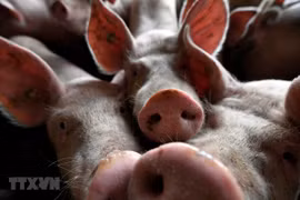 Timor Leste reports African swine fever outbreaks 