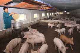 African swine fever spreads over 62 localities