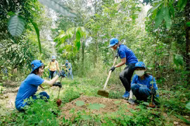 Dong Nai: Forest planting improves habitats of elephants