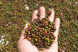 Firms cautioned when exporting pepper to Myanmar 