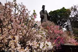 Japanese cherry blossom festival opens in Hanoi 
