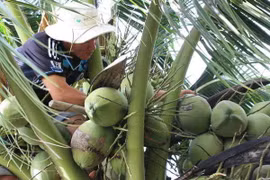 Ben Tre coconut products to boom on lazada.vn in late April 
