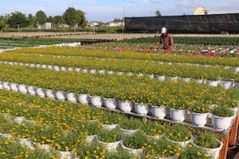 Ornamental flower farmers gain different crops this Tet