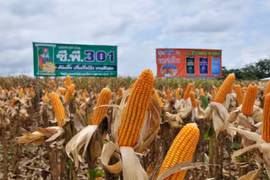 Thailand becomes world’s No 1 exporter of sweet corns
