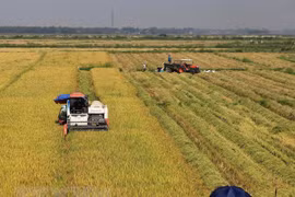 Vietnamese rice industry needs value chains
